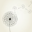 Dandelion4