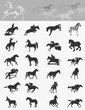Collection of horses4