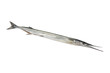 Whole fresh raw garfish