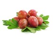 Beeren, Blätter