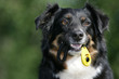 Aussie mit Clicker