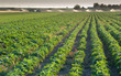 soybean field