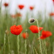 coquelicot