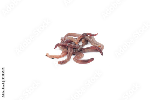Photo: Worms Worms