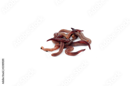Photo: Worms Worms