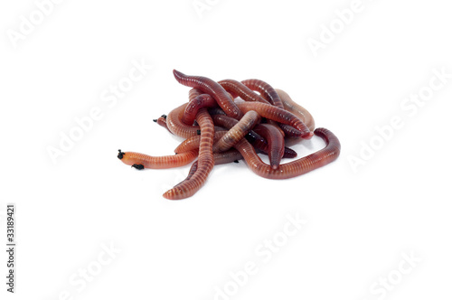 Photo: Worms Worms