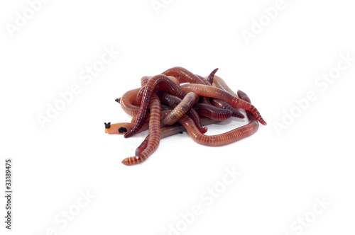 Photo: Worms Worms