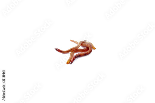 Photo: Worms Worms