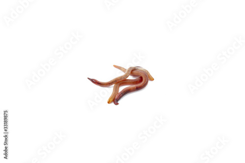Photo: Worms Worms