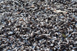 Coques moules