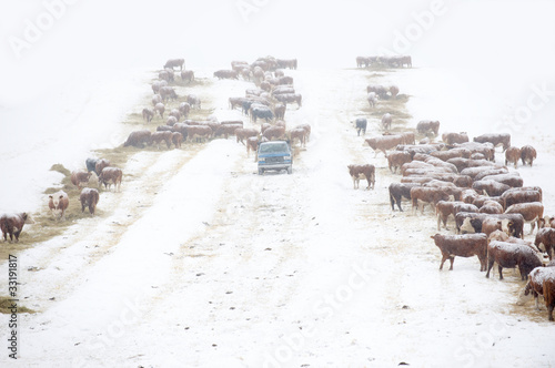 Photo: Rancher feeds cattle Rancher feeds cattle
