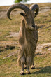 Hairy goat