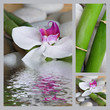 Foto: Collage Orchidee Collage Orchidee