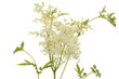 filipendula ulmaria