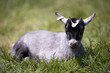 Goat kid