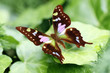 gorgeous butterfly
