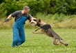 police dog