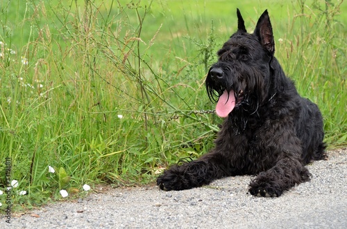Photo: schnauzer géant schnauzer géant