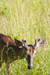 deer