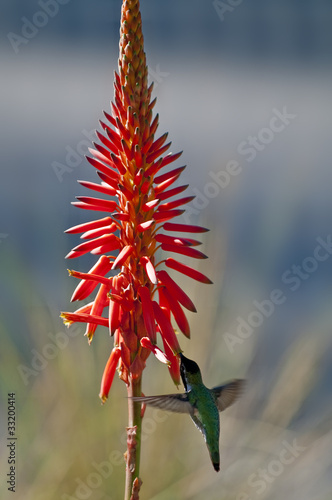 Photo: Humming Bird Humming Bird