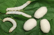 Silk Cocoons with Silkworm