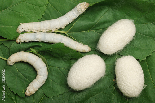 Photo: Silk Cocoons with Silkworm Silk Cocoons with Silkworm