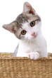 Kleine Katze Luana neigt den Kopf  H/ LS