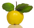 quince with green leaf isolated on white quince with green leaf isolated on white