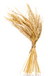 wheat bunch isolated on white wheat bunch isolated on white