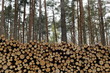 Holzstapel, Kiefer, Wald
