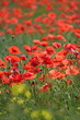 Mohnblüten im Rapsfeld