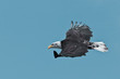 Weisskopfseeadler, Bald Eagle