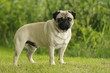 Mops