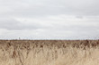 Outback Landscape