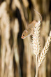 Foto: Harvest Mouse in Natural Habitat Harvest Mouse in Natural Habitat