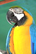 Pappagallo ara ararauna