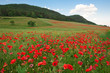 Mohnfeld