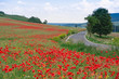 Mohnfeld