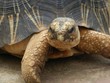Tortue
