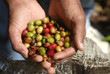 repubblica dominicana.,raccoglitore di caffè repubblica dominicana.,raccoglitore di caffè