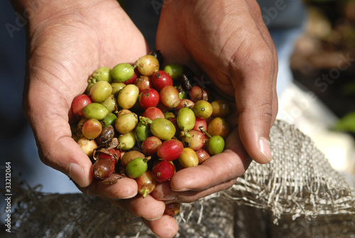 Photo: repubblica dominicana.,raccoglitore di caffè repubblica dominicana.,raccoglitore di caffè
