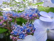 雨上がりの紫陽花