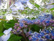 水滴と紫陽花