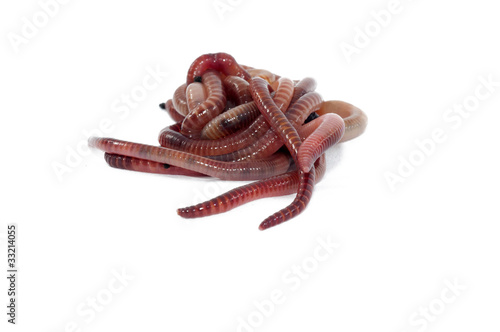 Photo: Worms Worms