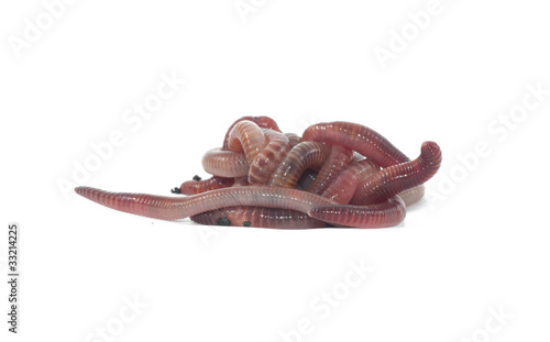 Photo: Worms Worms