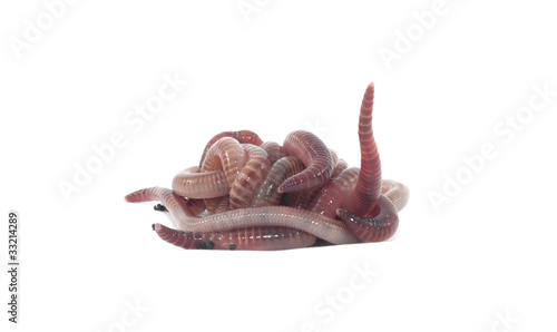Photo: Worms Worms