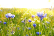 Spring flowers.