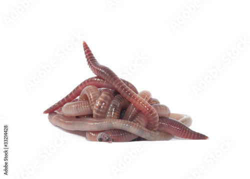 Photo: Worms Worms