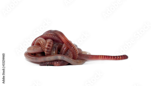 Photo: Worms Worms
