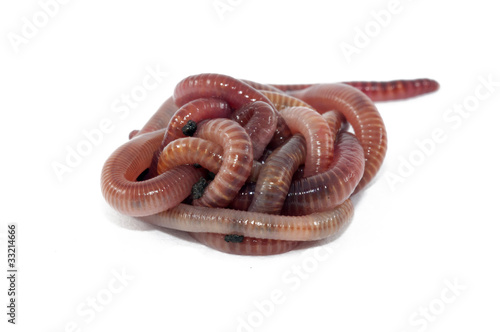 Photo: Worms Worms